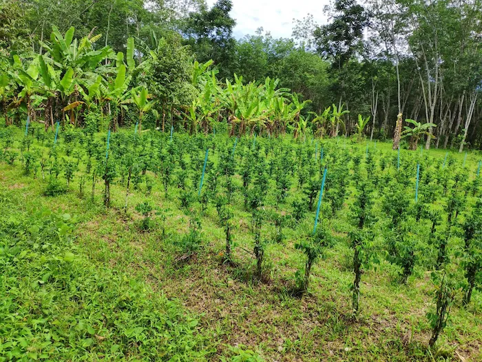 Rubber forest