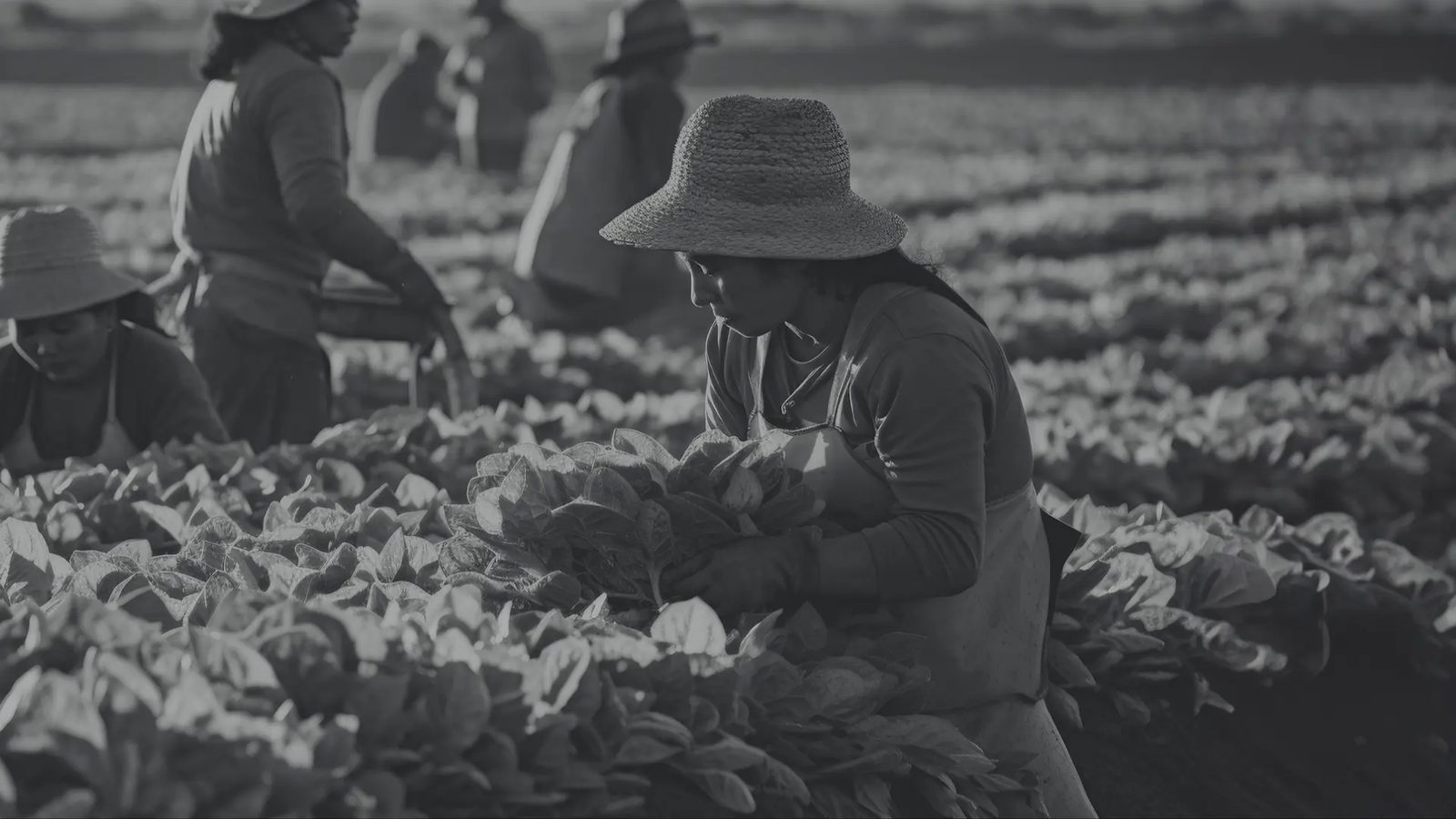 Contributing Partners — GFRR 2024