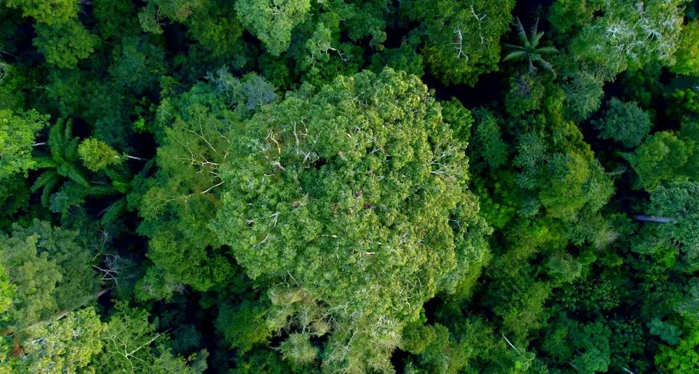 The Forest Stewardship Council streamlines the path to EUDR compliance