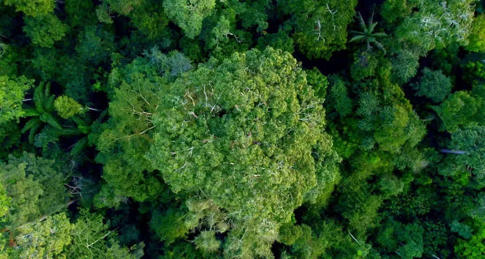 The Forest Stewardship Council streamlines the path to EUDR compliance