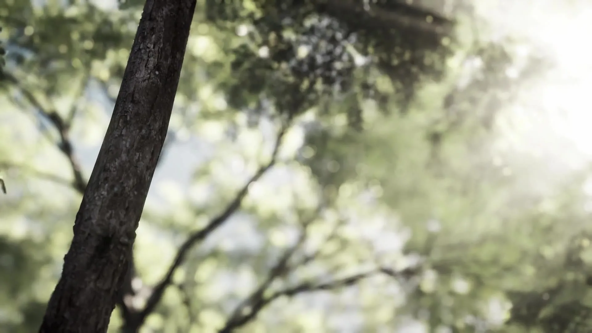 Rubber plantation in southern Thailand