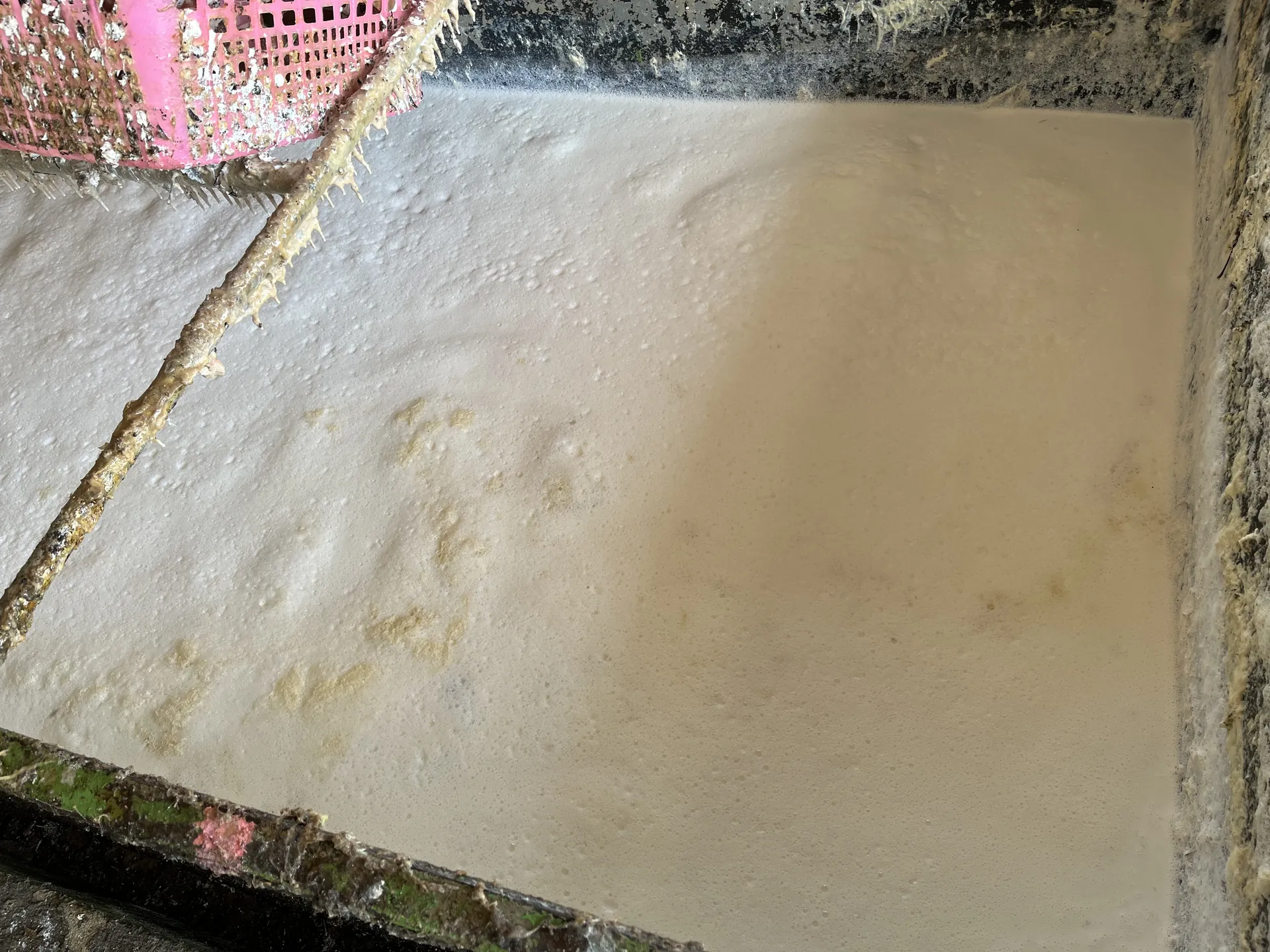 Close-up of fresh white field latex with foam in a collection trough