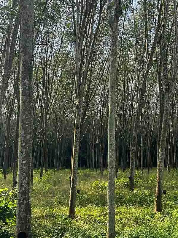 Rows of mature rubber trees on a plantation