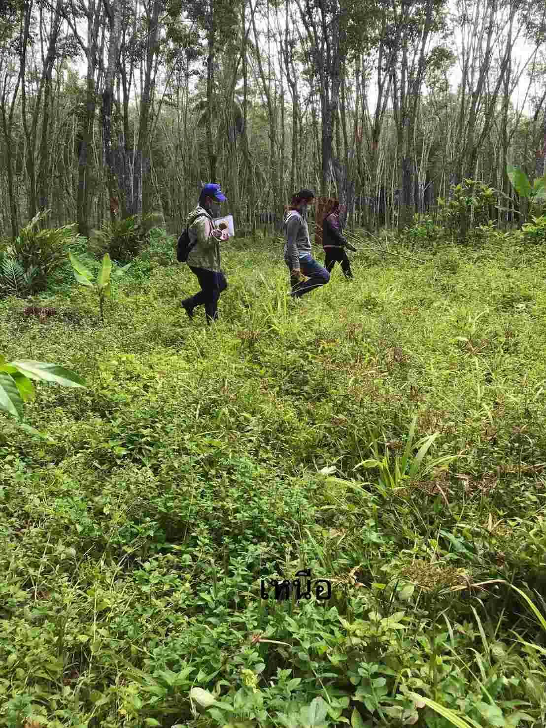 Three gaps stand between a smallholder and certification