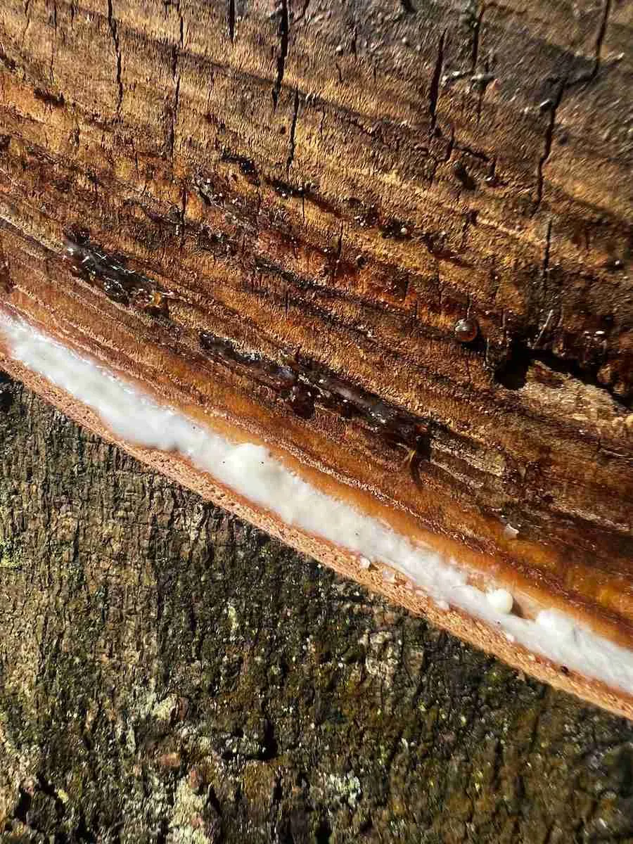 Close-up of fresh latex dripping down scored rubber-tree bark