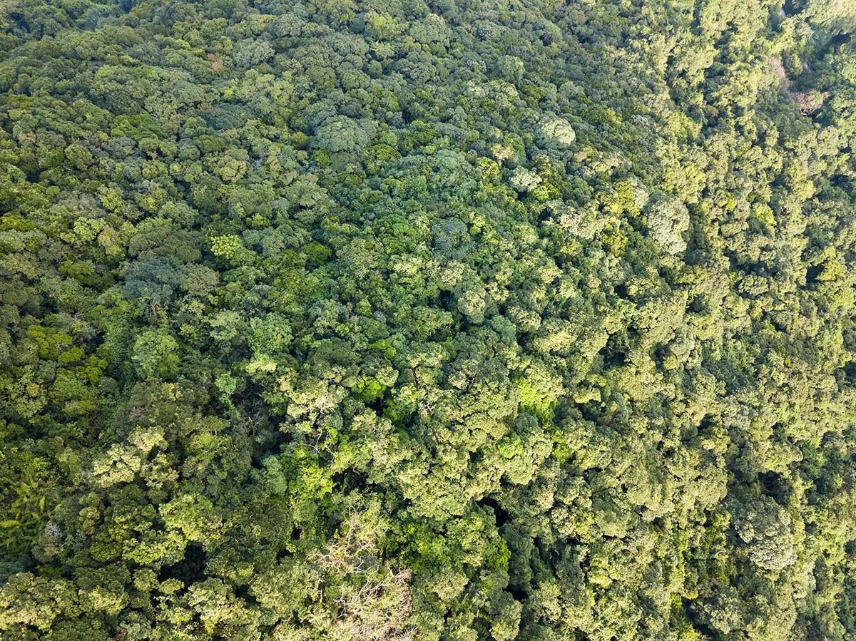Aerial top-view of a green forest canopy